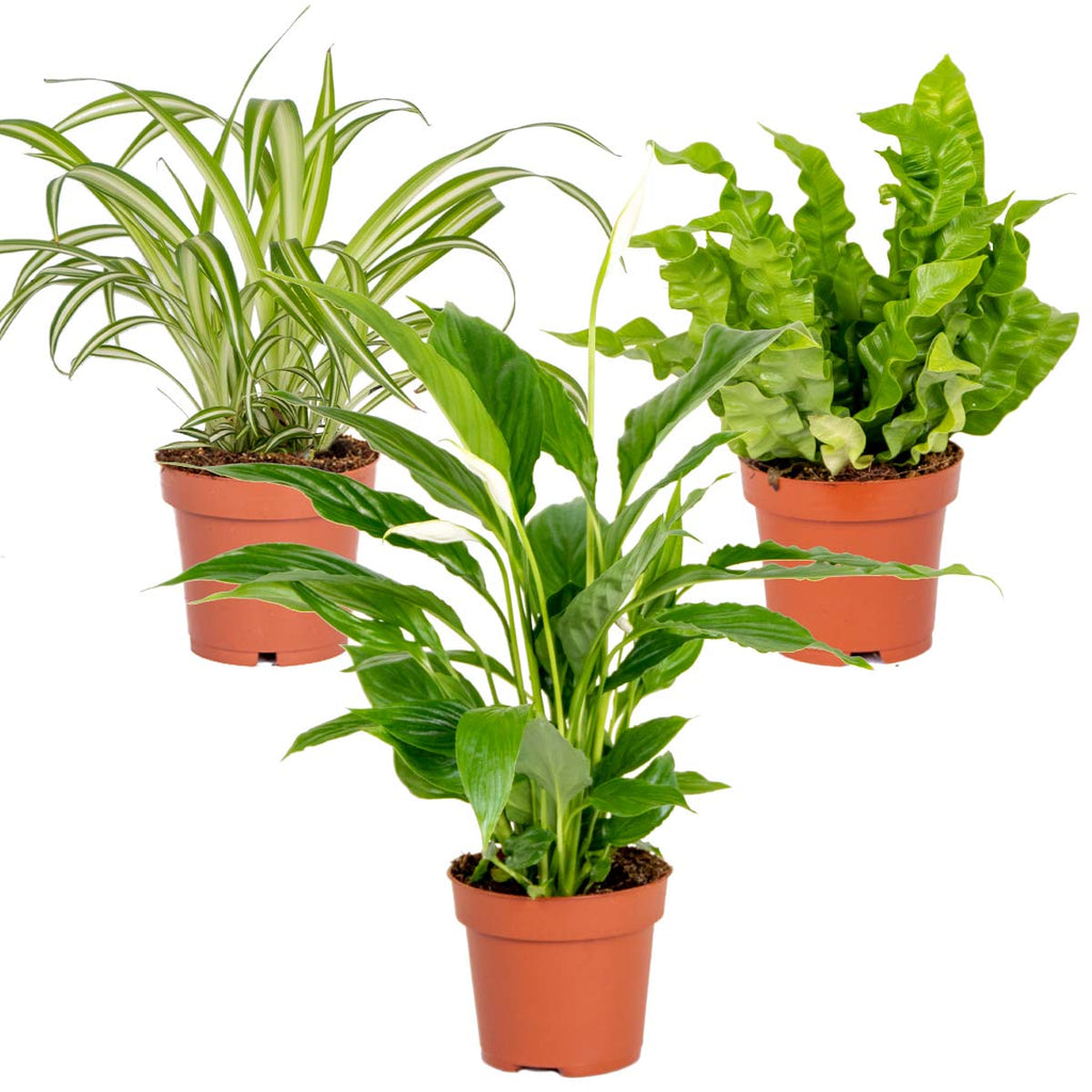 Mezcla de 3 plantas de baño – Planta de interior