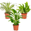 Mezcla de 3 plantas de baño – Planta de interior