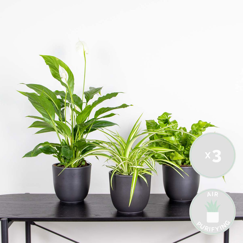 Mezcla de 3 plantas de baño – Planta de interior