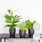 Mezcla de 3 plantas de baño – Planta de interior
