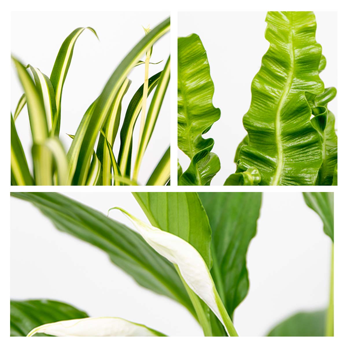 Mezcla de 3 plantas de baño – Planta de interior