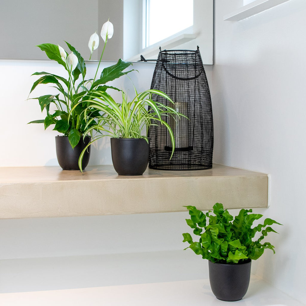 Mezcla de 3 plantas de baño – Planta de interior