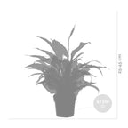 Mezcla de 3 plantas de baño – Planta de interior
