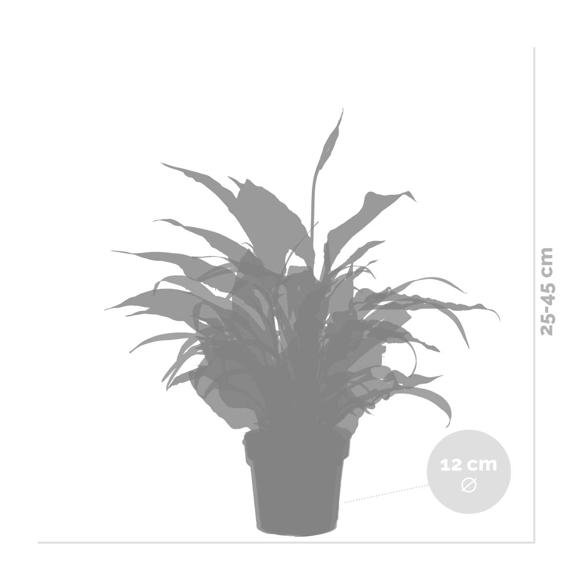 Mezcla de 3 plantas de baño – Planta de interior