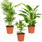 Mezcla de 3 plantas de habitación – Planta de interior