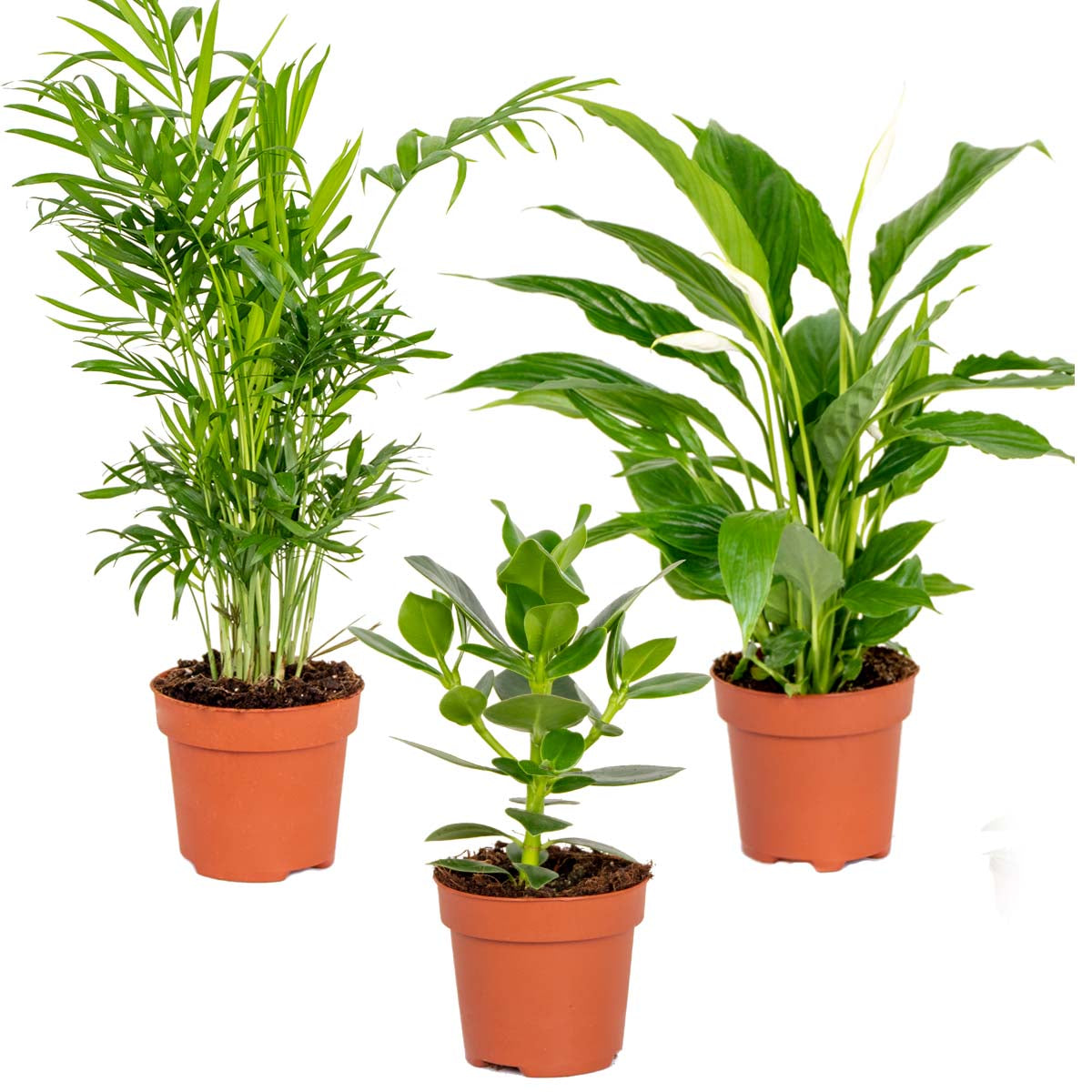 Mezcla de 3 plantas de habitación – Planta de interior