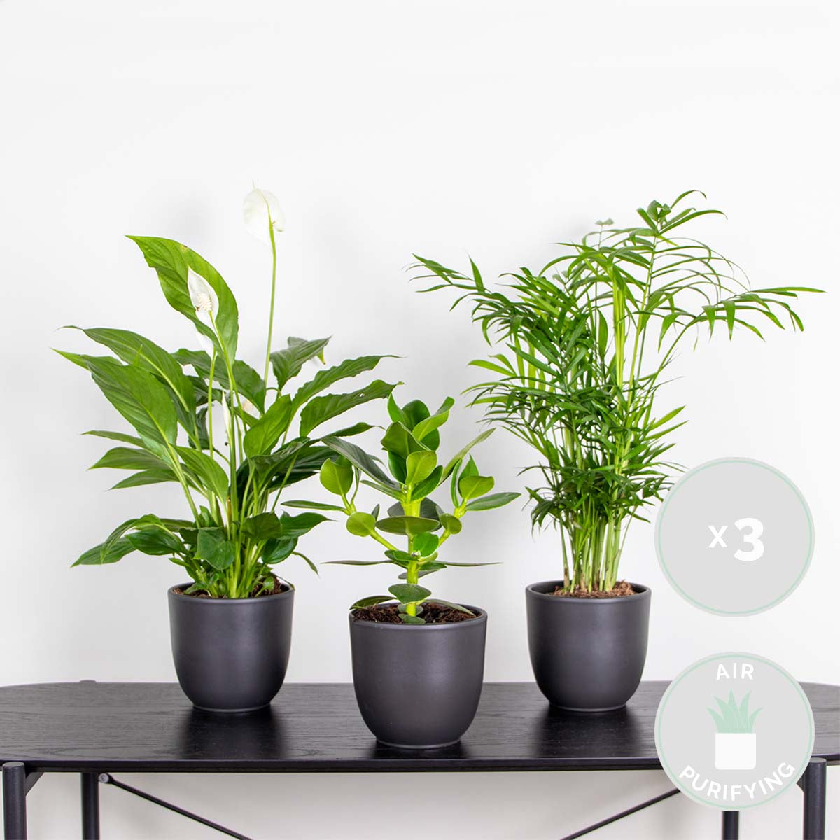 Mezcla de 3 plantas de habitación – Planta de interior