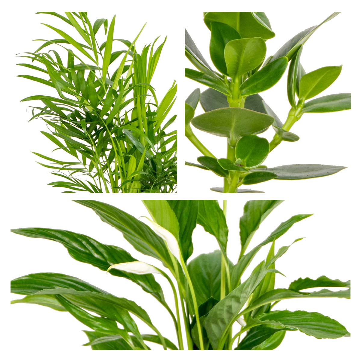 Mezcla de 3 plantas de habitación – Planta de interior