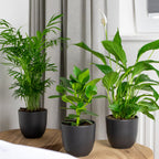 Mezcla de 3 plantas de habitación – Planta de interior