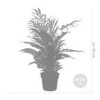 Mezcla de 3 plantas de habitación – Planta de interior