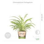 Mix of 3 Houseplants – Indoor Plant