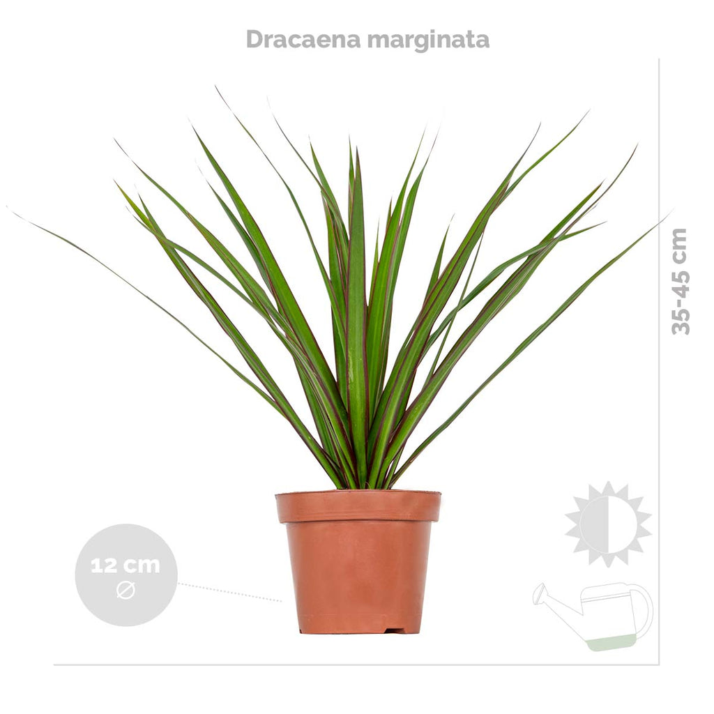 Mix of 3 Houseplants – Indoor Plant