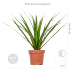 Mix of 3 Houseplants – Indoor Plant