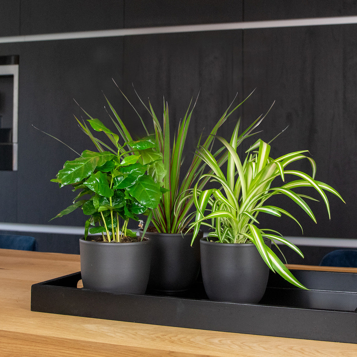 Mix of 3 Houseplants – Indoor Plant