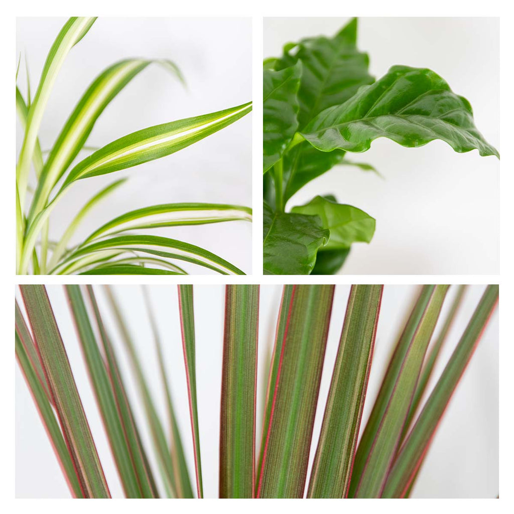 Mix of 3 Houseplants – Indoor Plant