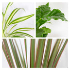 Mix of 3 Houseplants – Indoor Plant