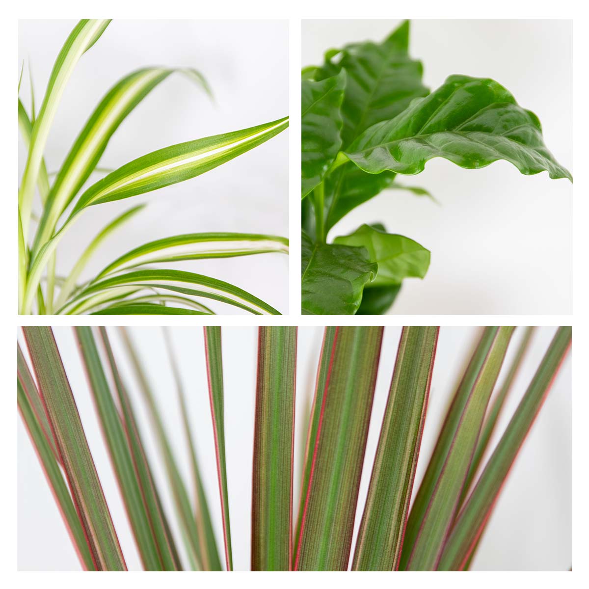 Mix of 3 Houseplants – Indoor Plant