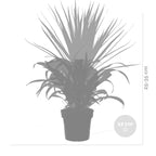 Mix of 3 Houseplants – Indoor Plant