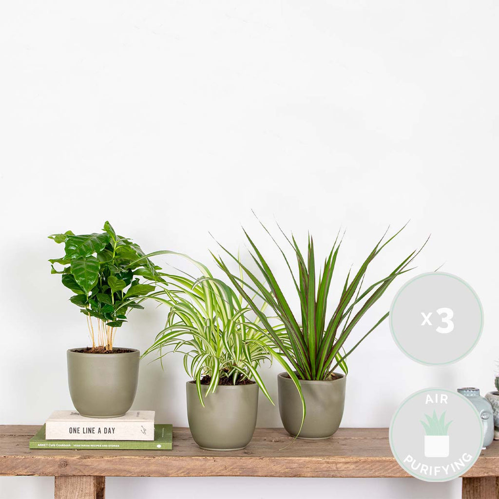 Mix of 3 Houseplants – Indoor Plant