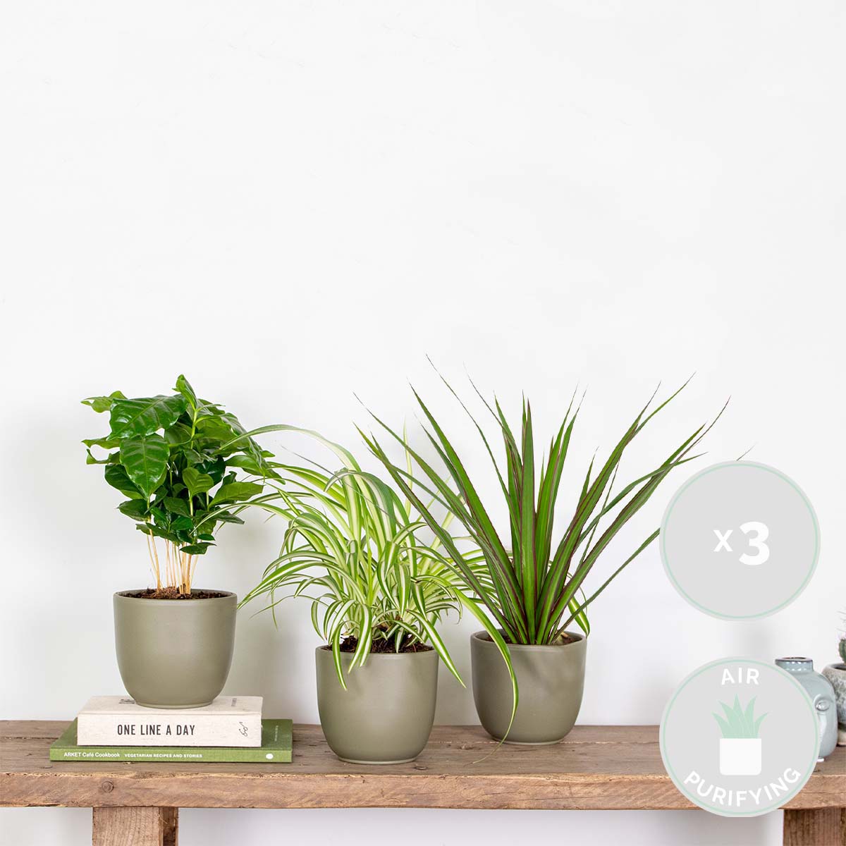 Mix of 3 Houseplants – Indoor Plant