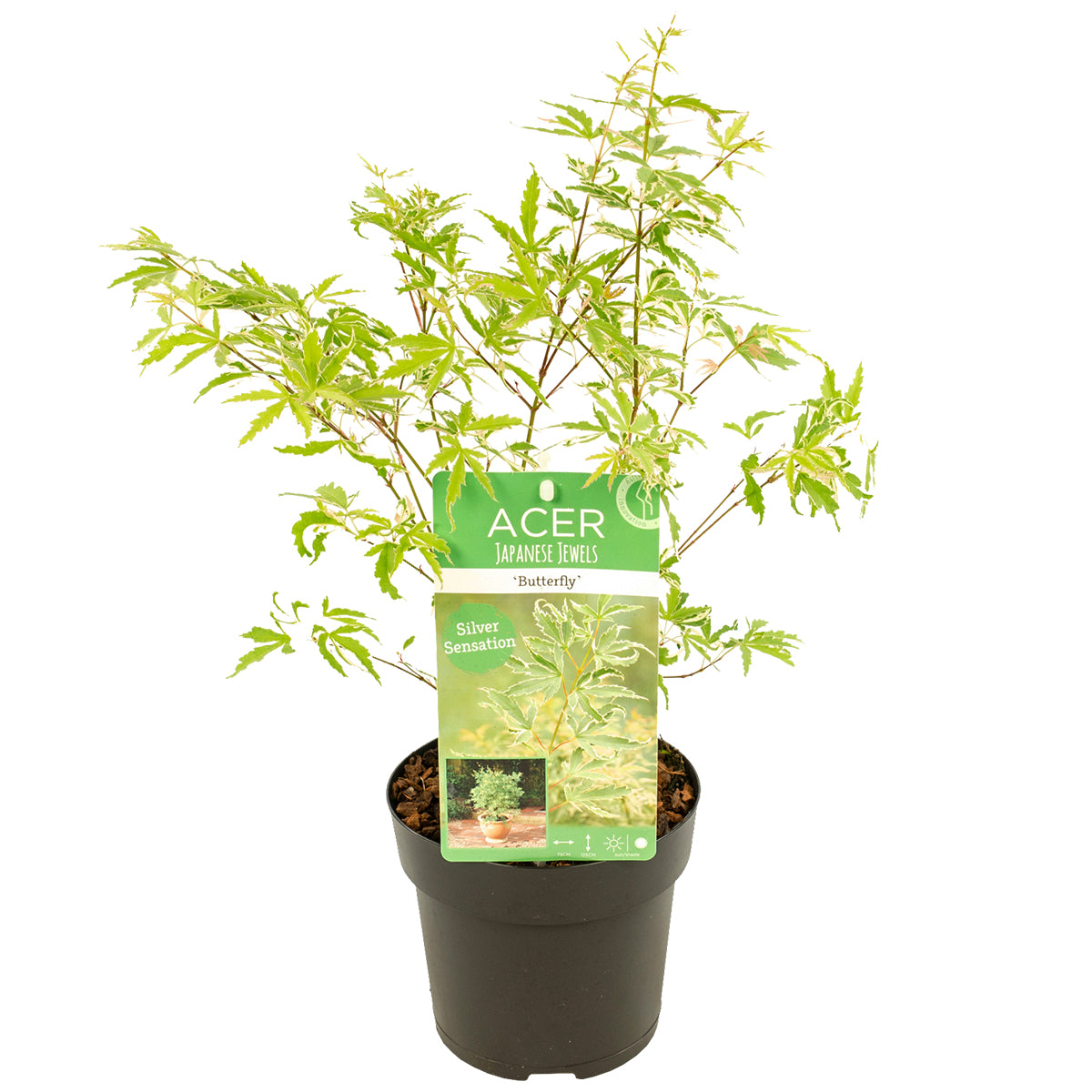 Arce japonés Butterfly – Planta de exterior