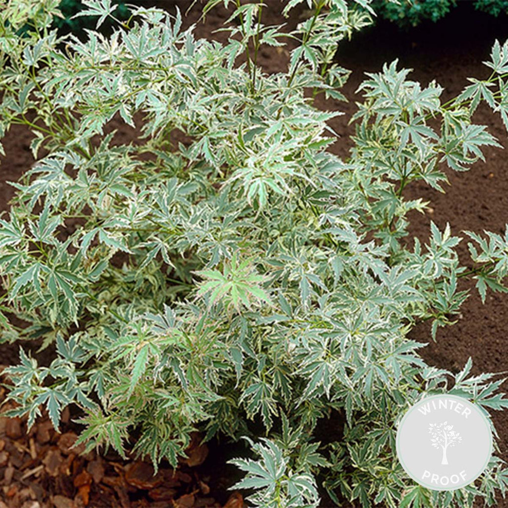 Arce japonés Butterfly – Planta de exterior