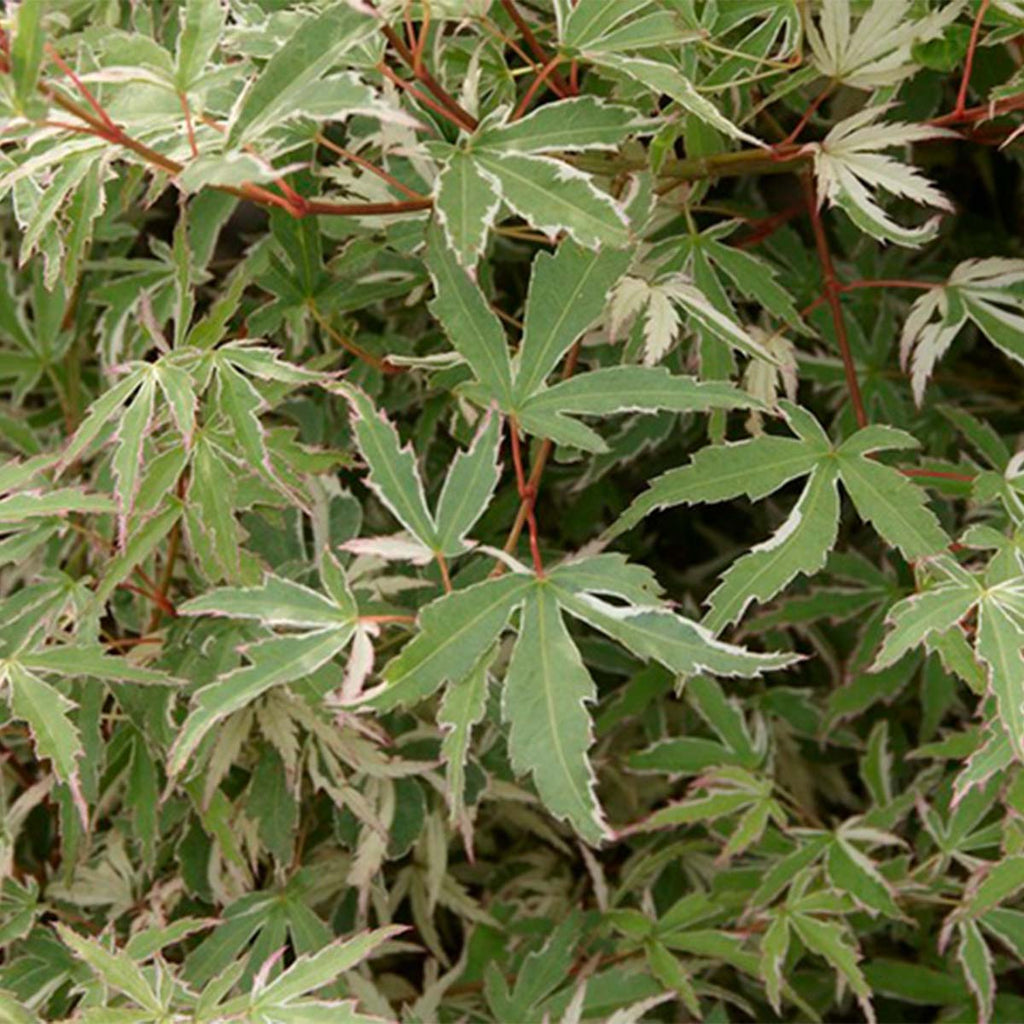 Arce japonés Butterfly – Planta de exterior