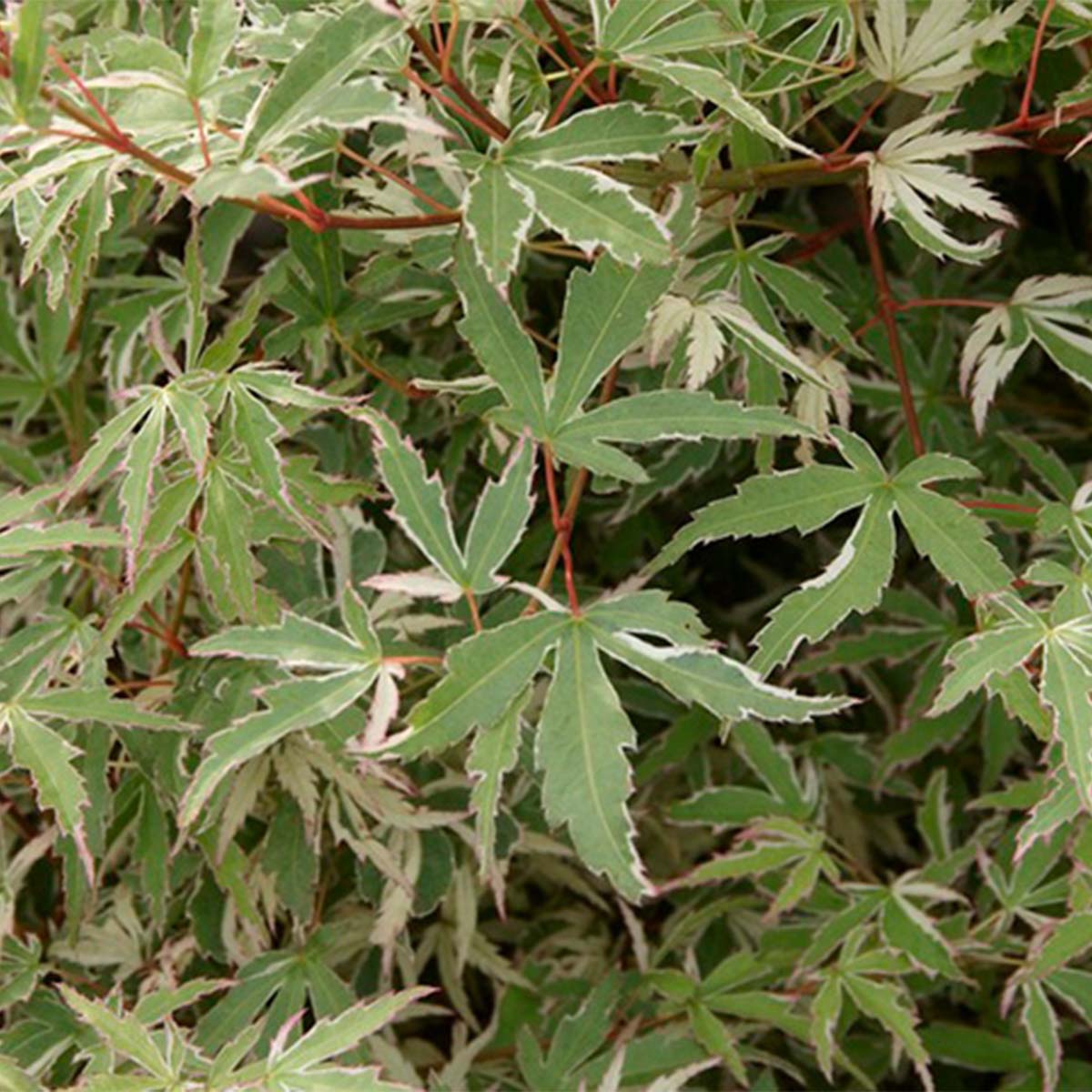 Arce japonés Butterfly – Planta de exterior