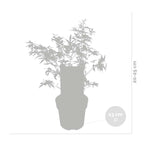 Arce japonés Butterfly – Planta de exterior