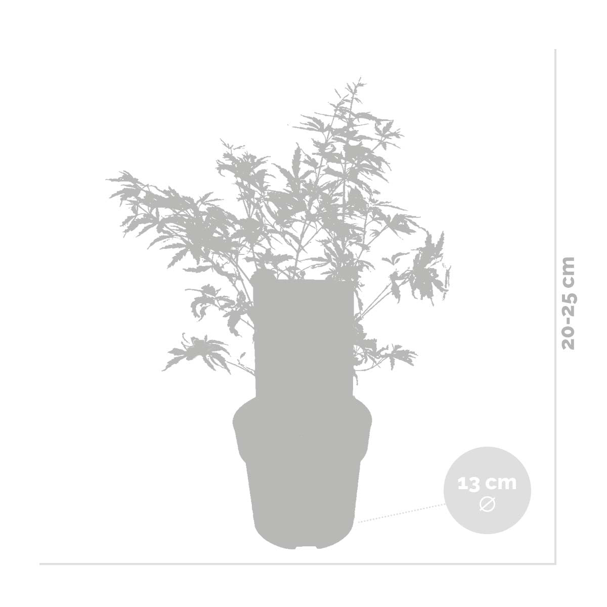 Arce japonés Butterfly – Planta de exterior