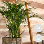 Mélange De 2 Palmiers D'Intérieur – Plante D'Intérieur
