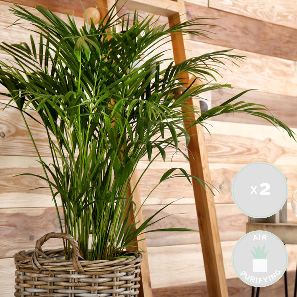 Mélange De 2 Palmiers D'Intérieur – Plante D'Intérieur