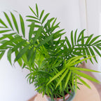 Mélange De 2 Palmiers D'Intérieur – Plante D'Intérieur