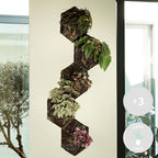 Mezcla de 3 begonias Beleaf – Planta de interior