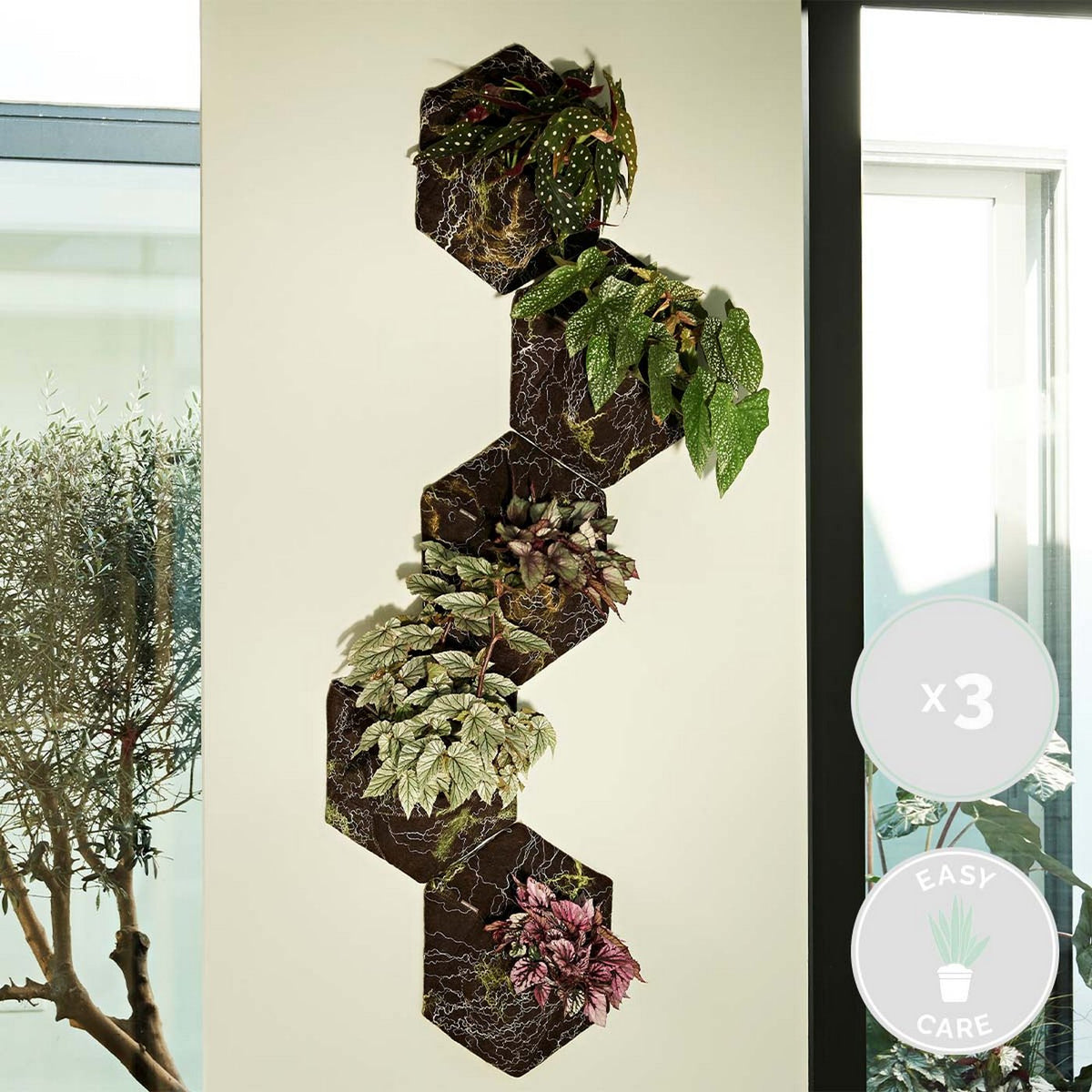 Mezcla de 3 begonias Beleaf – Planta de interior