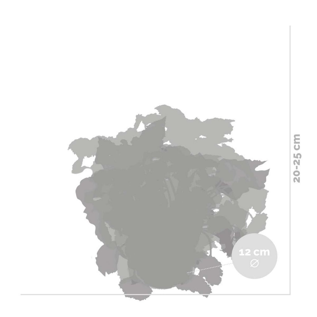 Mezcla de 3 begonias Beleaf – Planta de interior