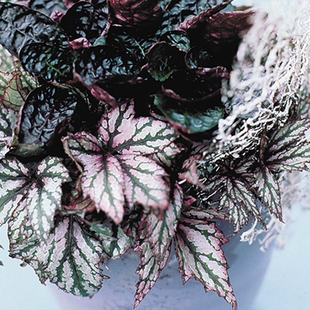 Mezcla de 3 begonias Beleaf – Planta de interior