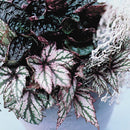 Lot de 3 Bégonias Beleaf – Plante d'Intérieur
