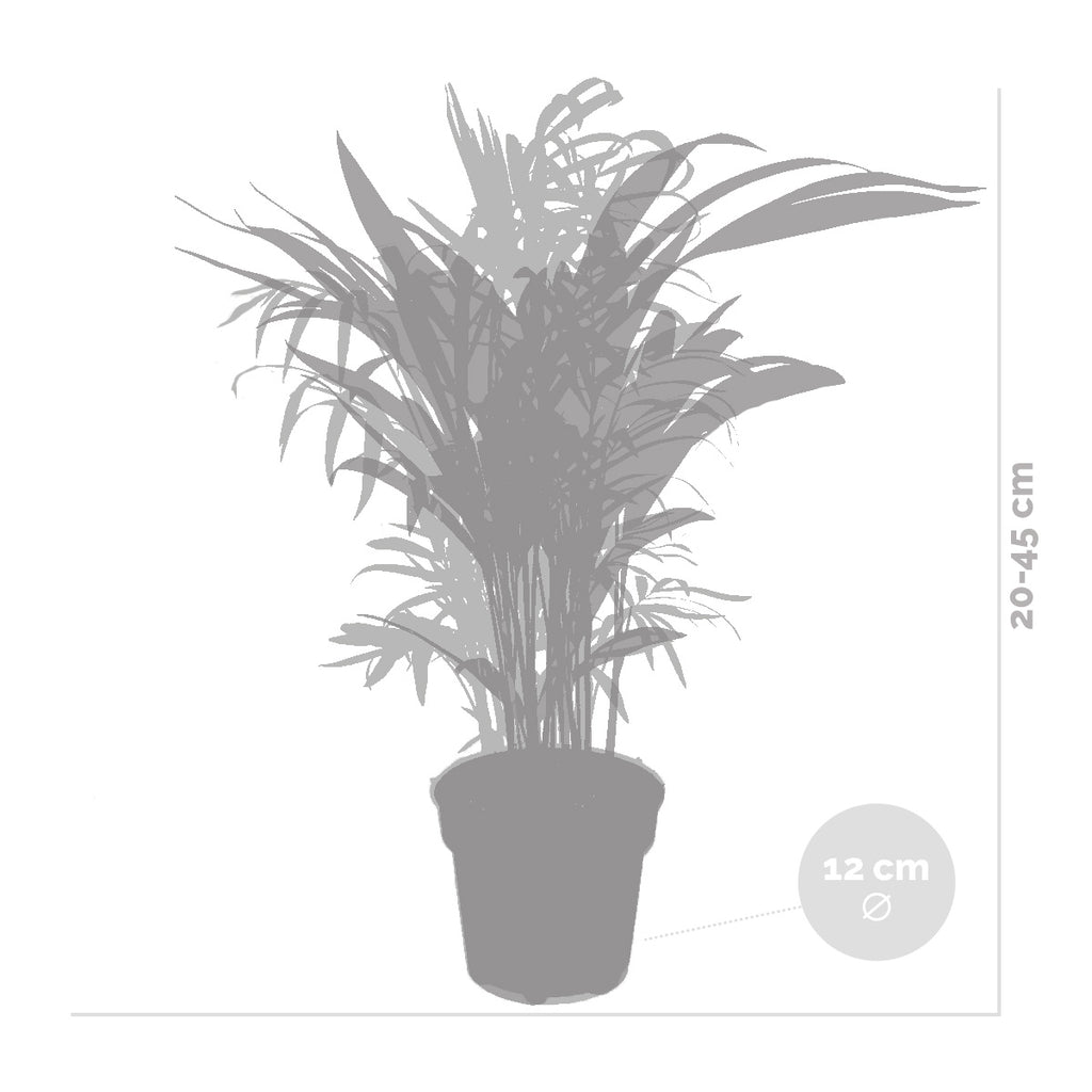 Mélange De 2 Palmiers D'Intérieur – Plante D'Intérieur