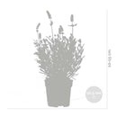 Set of 6 Lavender Plants