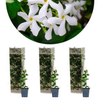 Lot De 3 Jasmins De Toscane – Plante D'Extérieur