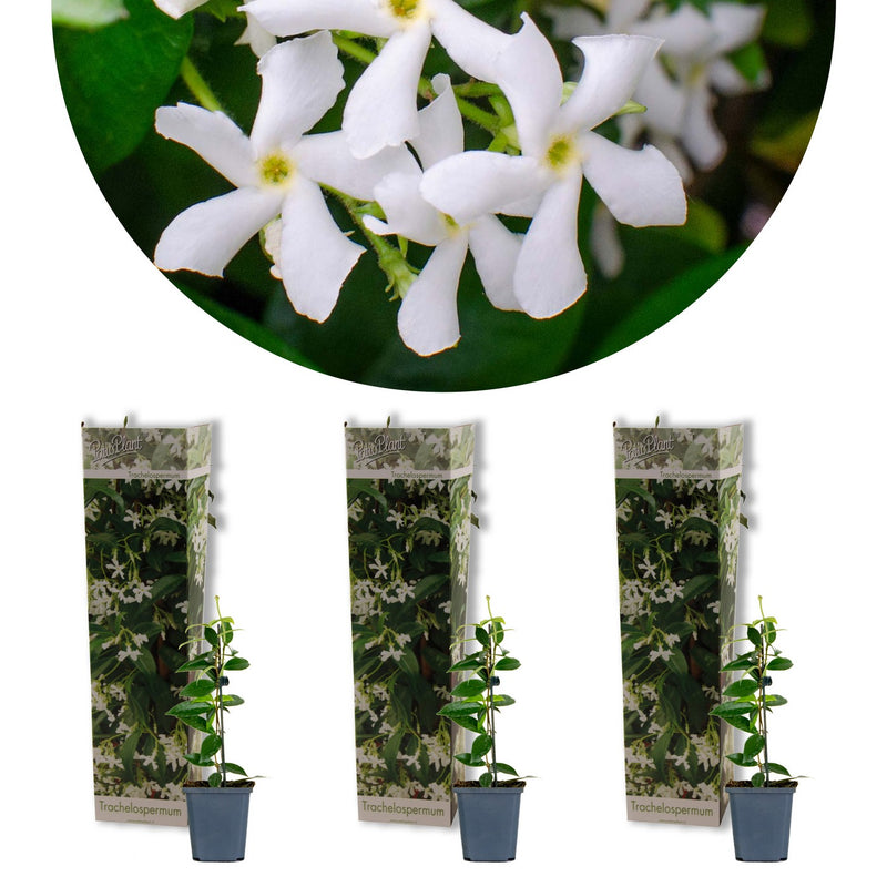Set of 3 White Jasmines