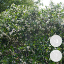 Set of 3 White Jasmines