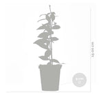 Lot De 3 Jasmins De Toscane – Plante D'Extérieur