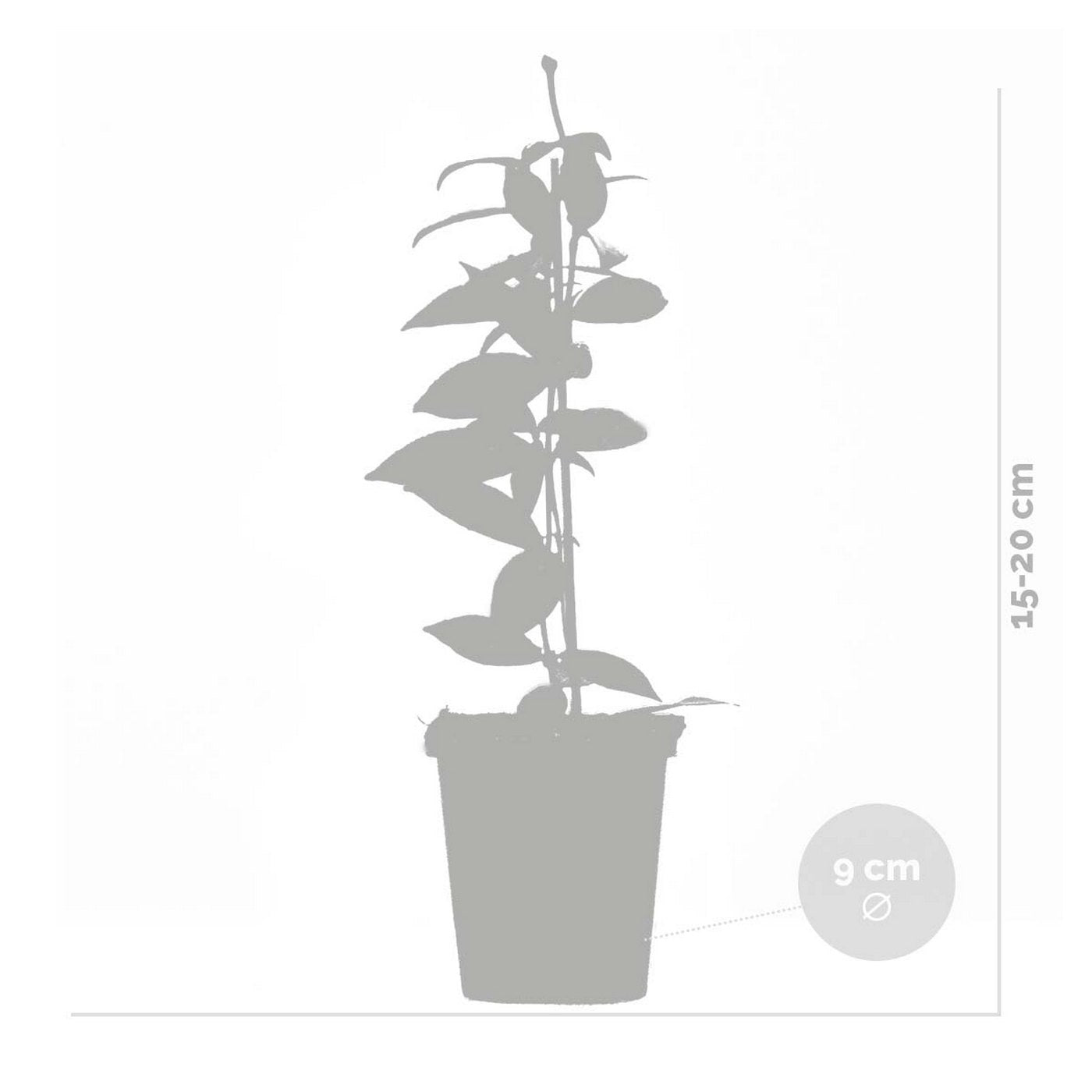 Lot De 3 Jasmins De Toscane – Plante D'Extérieur