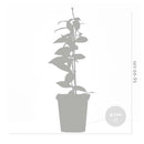 Set of 3 White Jasmines