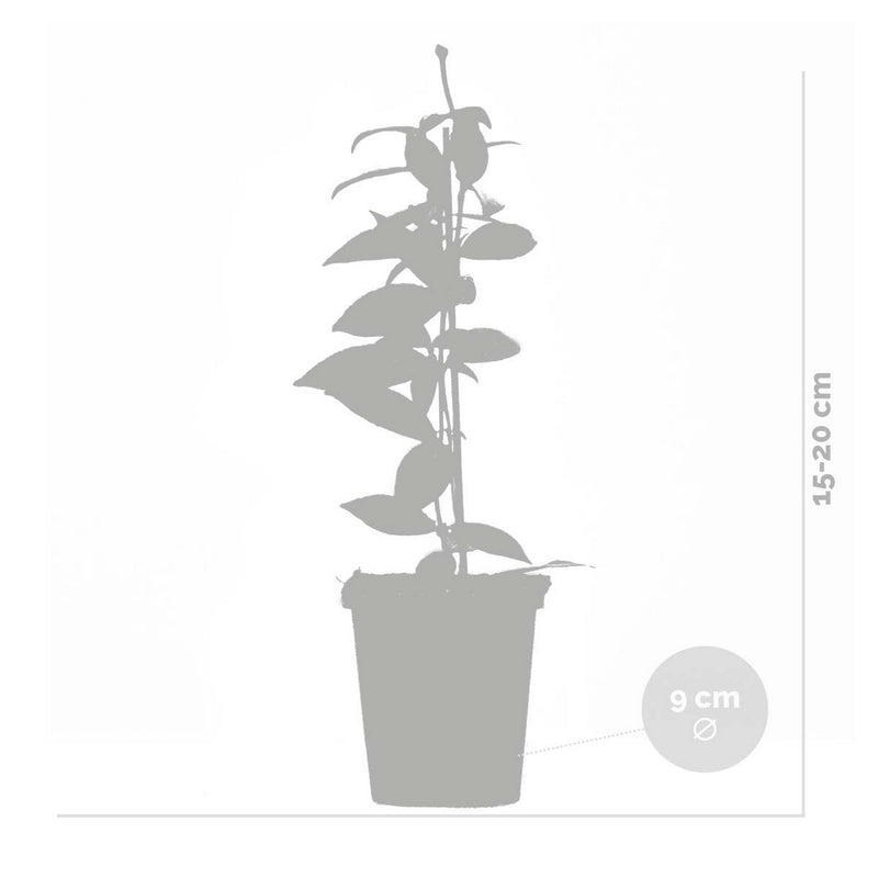 Set of 3 White Jasmines