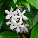 Set of 3 White Jasmines