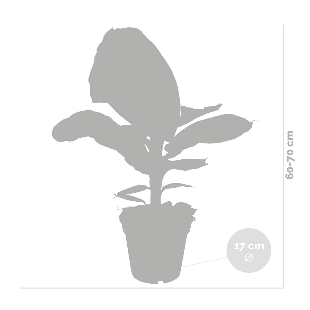 Platanera Musa Tropicana – Planta de interior