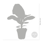 Platanera Musa Tropicana – Planta de interior